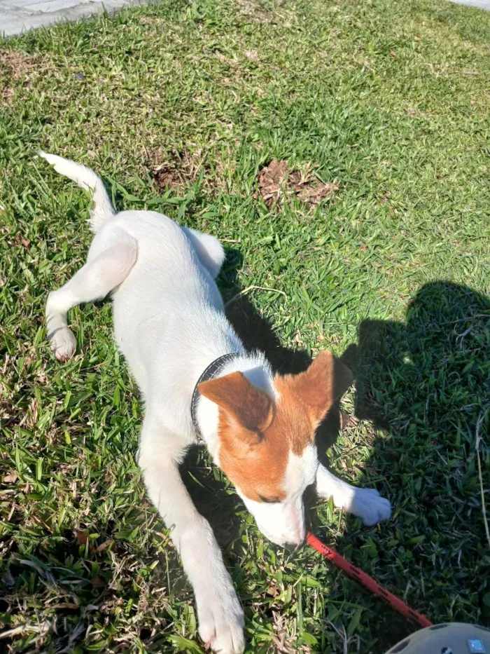 Cachorro raça SRD-ViraLata idade 2 a 6 meses nome Puppy