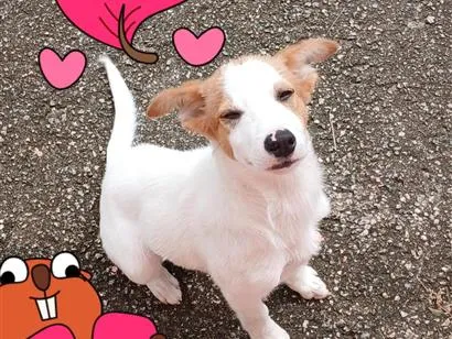 Cachorro raça SRD-ViraLata idade 2 a 6 meses nome Puppy