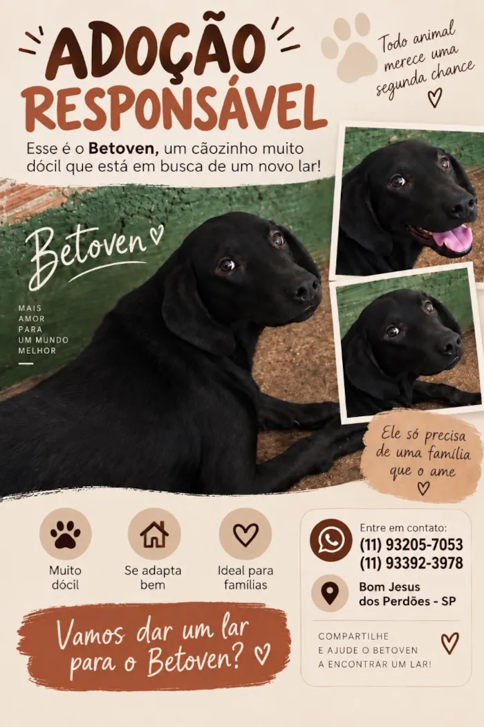 Cachorro raça SRD-ViraLata idade 1 ano nome Beethoven