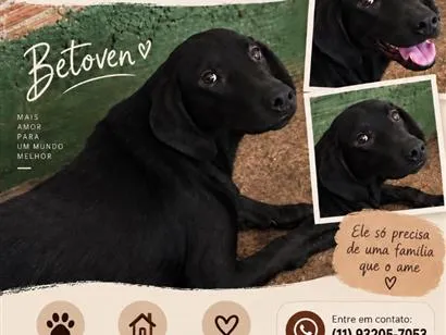 Cachorro raça SRD-ViraLata idade 1 ano nome Beethoven