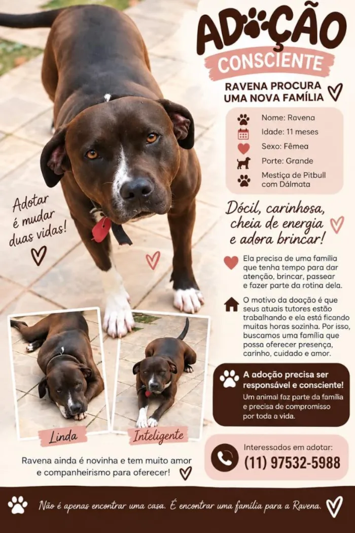 Cachorro raça SRD-ViraLata idade 7 a 11 meses nome Ravena