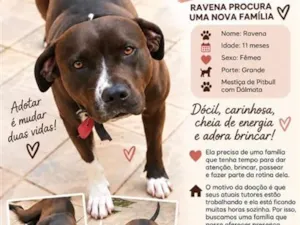 Cachorro raça SRD-ViraLata idade 7 a 11 meses nome Ravena