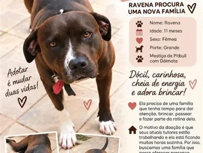 Cachorro raça SRD-ViraLata idade 7 a 11 meses nome Ravena
