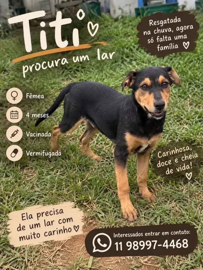 Cachorro raça SRD-ViraLata idade 2 a 6 meses nome Titi