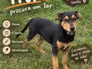 Cachorro raça SRD-ViraLata idade 2 a 6 meses nome Titi