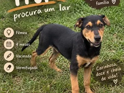 Cachorro raça SRD-ViraLata idade 2 a 6 meses nome Titi