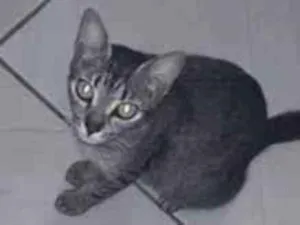 Gato raça SRD-ViraLata idade 4 anos nome Chaninha