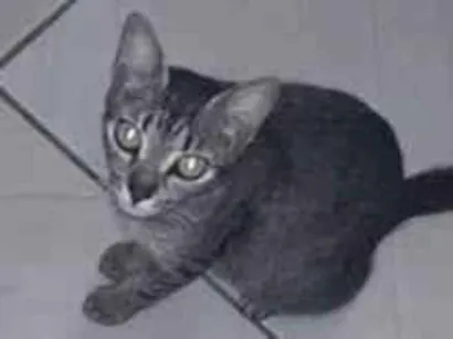 Gato raça SRD-ViraLata idade 4 anos nome Chaninha
