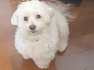 Cachorro raça Maltês idade 6 ou mais anos nome Jhonny 