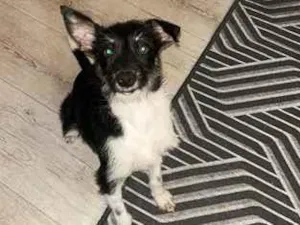 Cachorro raça SRD-ViraLata idade 7 a 11 meses nome Belinha 