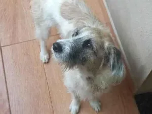 Cachorro raça SRD-ViraLata idade 5 anos nome Baruke