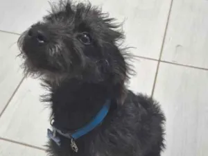 Cachorro raça  idade 7 a 11 meses nome INPASINHA 
