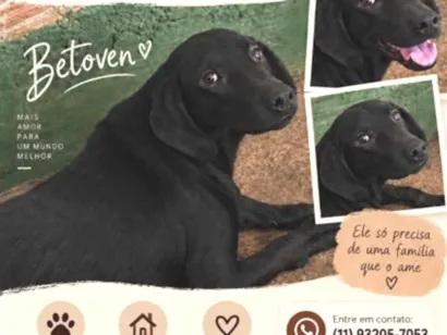 Cachorro raça SRD-ViraLata idade 1 ano nome Beethoven