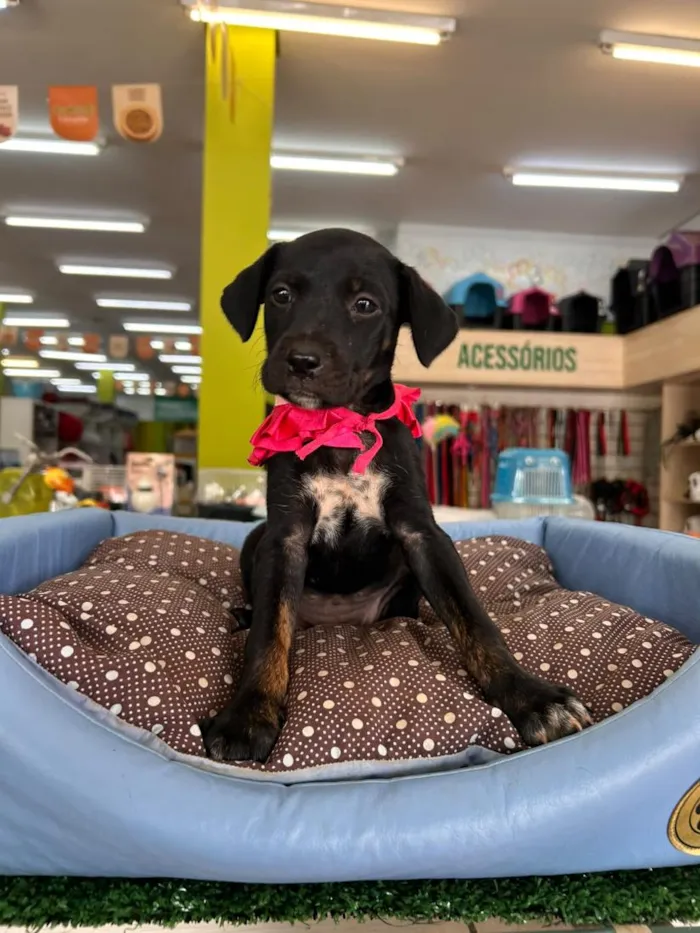 Cachorro raça SRD-ViraLata idade 2 a 6 meses nome Princesa