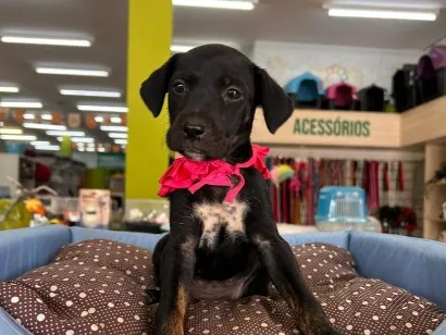 Cachorro raça SRD-ViraLata idade 2 a 6 meses nome Princesa