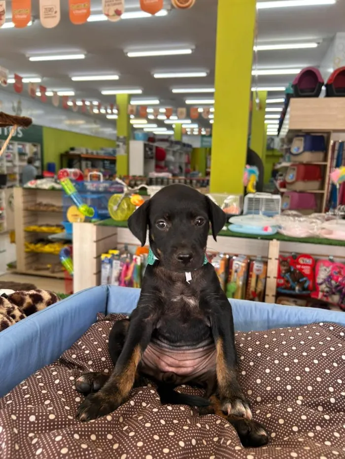 Cachorro raça SRD-ViraLata idade 2 a 6 meses nome Dora