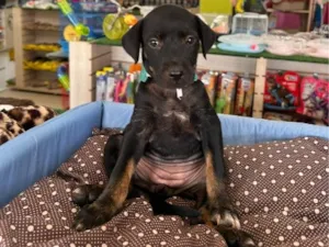Cachorro raça SRD-ViraLata idade 2 a 6 meses nome Dora