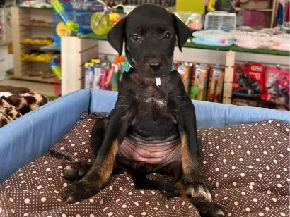 Cachorro raça SRD-ViraLata idade 2 a 6 meses nome Dora