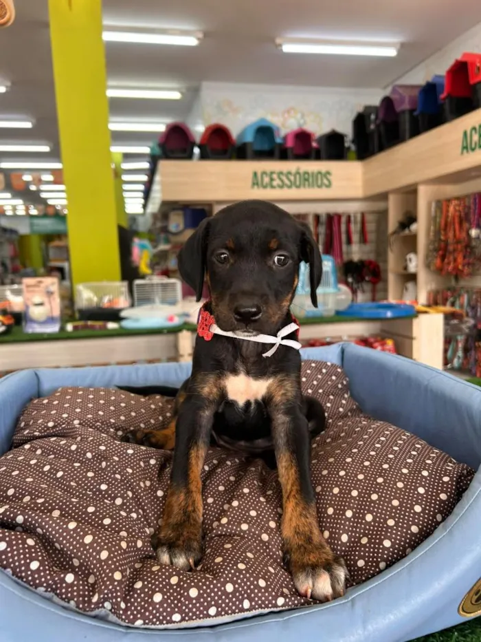 Cachorro raça SRD-ViraLata idade Abaixo de 2 meses nome Amora