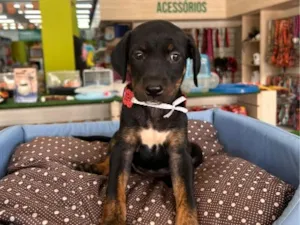 Cachorro raça SRD-ViraLata idade Abaixo de 2 meses nome Amora