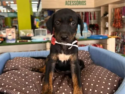 Cachorro raça SRD-ViraLata idade Abaixo de 2 meses nome Amora