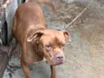 Bela 