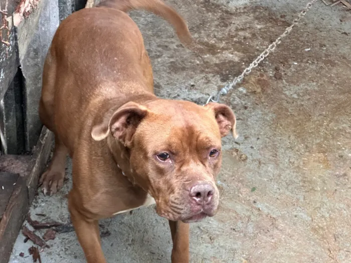Cachorro raça Pit-Bull idade 3 anos nome Bela 