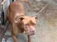 Bela 