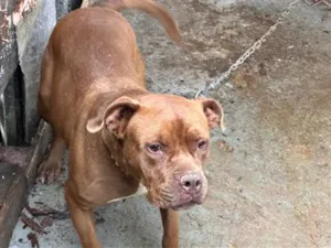 Cachorro raça Pit-Bull idade 3 anos nome Bela 