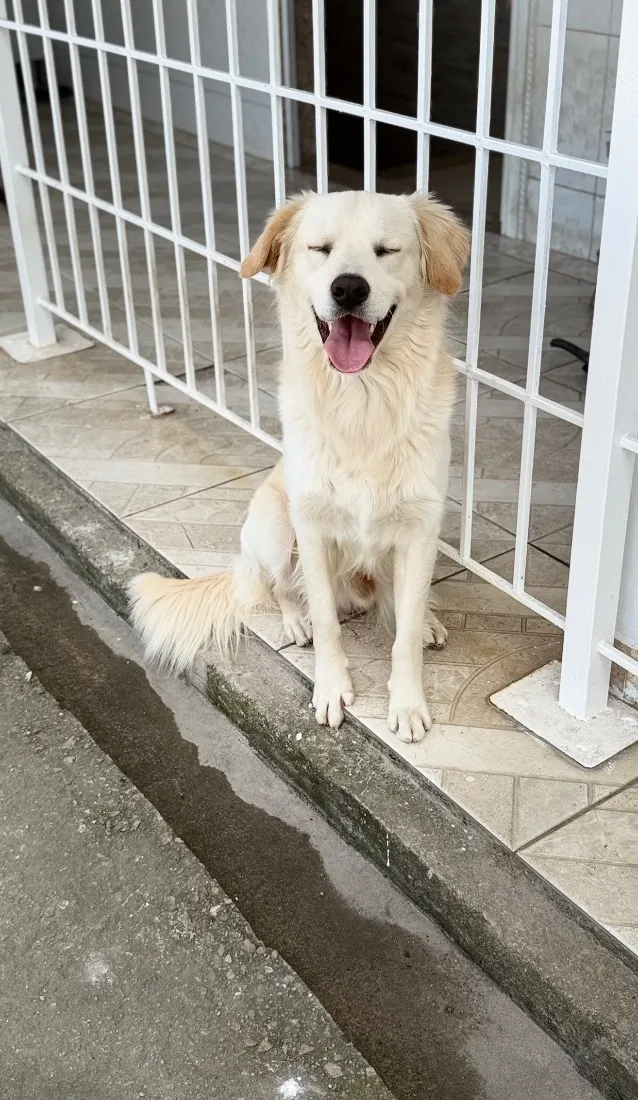 Cachorro raça SRD-ViraLata idade 1 ano nome Branco 