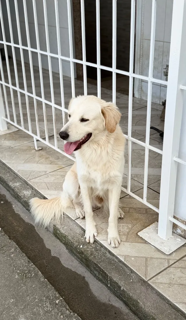 Cachorro raça SRD-ViraLata idade 1 ano nome Branco 