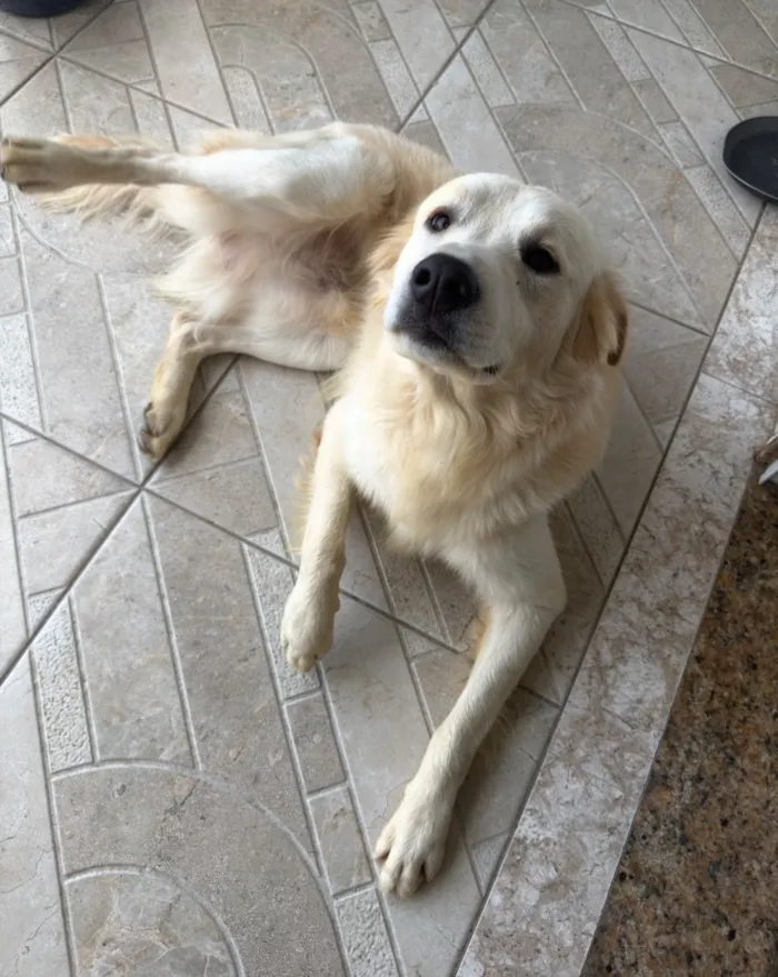 Cachorro raça SRD-ViraLata idade 1 ano nome Branco 