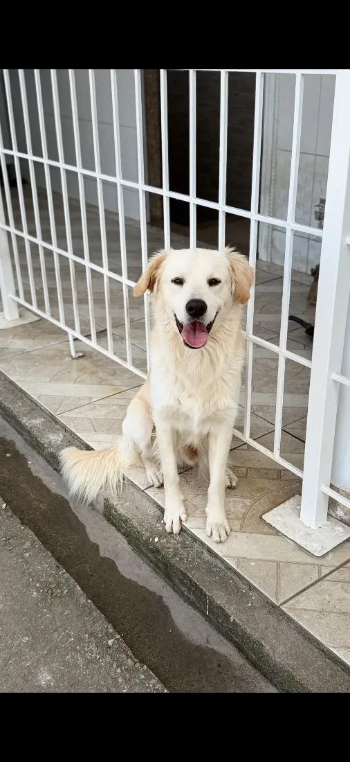 Cachorro raça SRD-ViraLata idade 1 ano nome Branco 