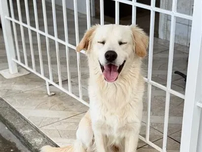 Cachorro raça SRD-ViraLata idade 1 ano nome Branco 