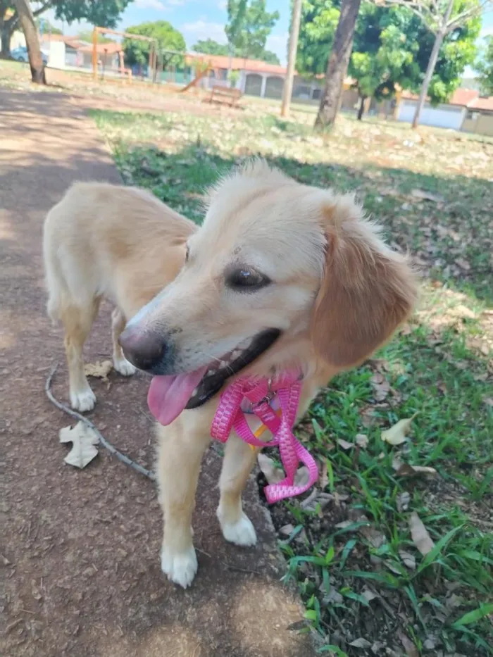 Cachorro raça SRD-ViraLata idade 1 ano nome Dengosa 