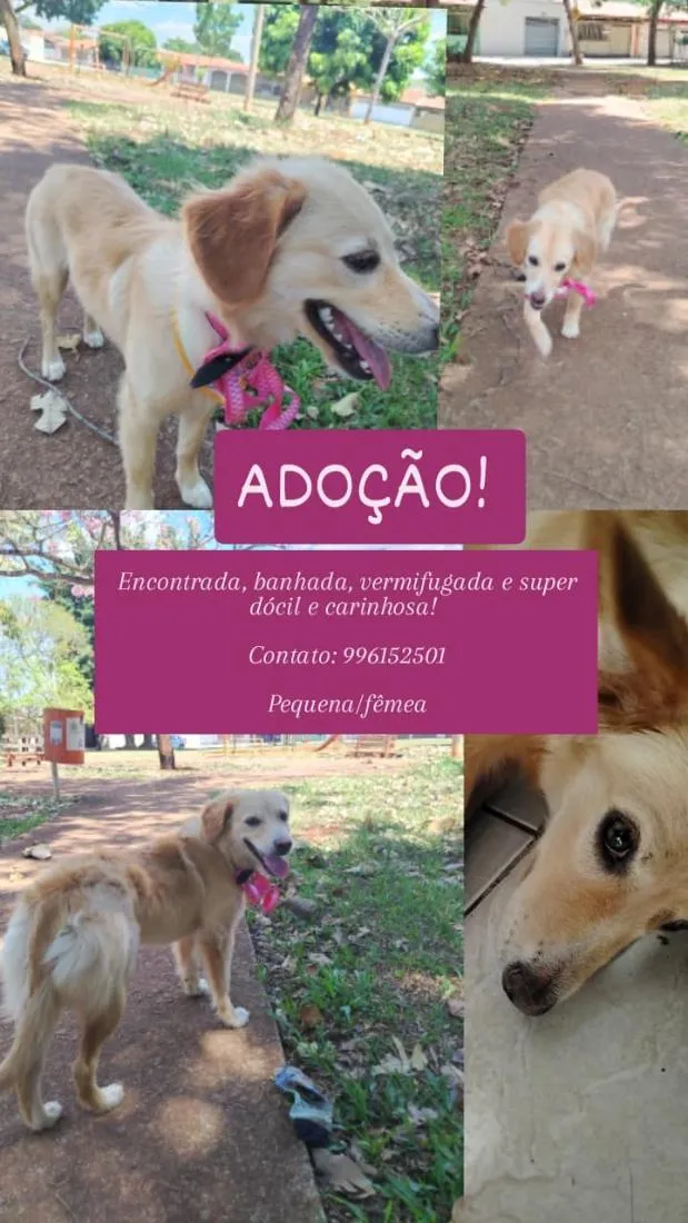 Cachorro raça SRD-ViraLata idade 1 ano nome Dengosa 