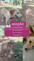 Dengosa