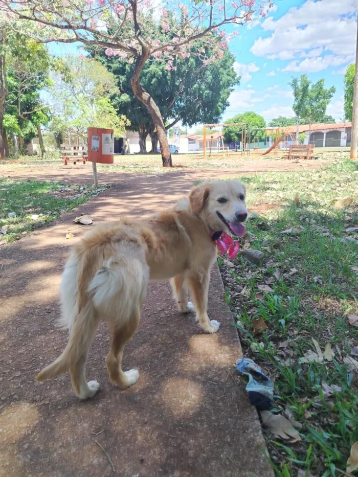 Cachorro raça SRD-ViraLata idade 1 ano nome Dengosa 