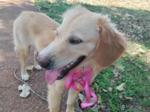 Cachorro raça SRD-ViraLata idade 1 ano nome Dengosa 