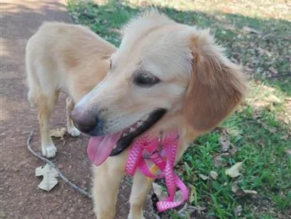 Cachorro raça SRD-ViraLata idade 1 ano nome Dengosa 