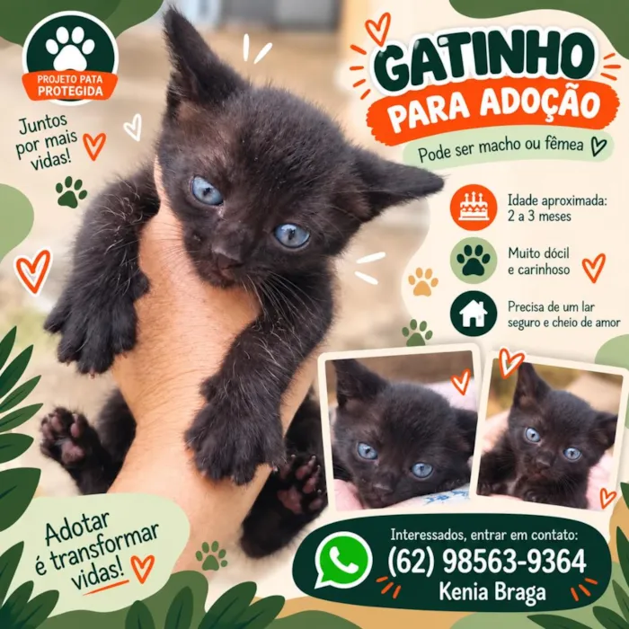 Gato raça SRD-ViraLata idade 2 a 6 meses nome Príncipe e Princesa 