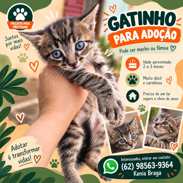 Gato raça SRD-ViraLata idade 2 a 6 meses nome Príncipe e Princesa 