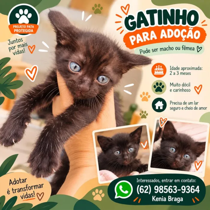 Gato raça SRD-ViraLata idade 2 a 6 meses nome Príncipe e Princesa 