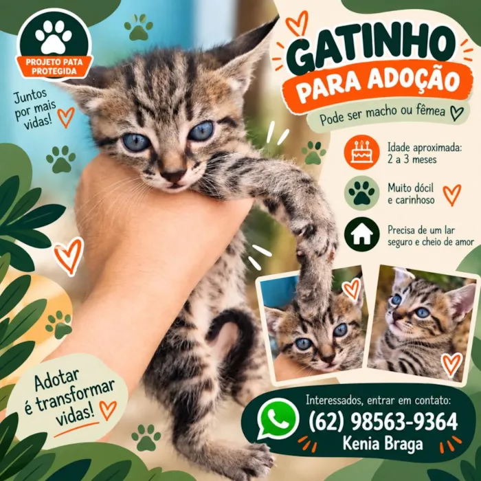 Gato raça SRD-ViraLata idade 2 a 6 meses nome Príncipe e Princesa 