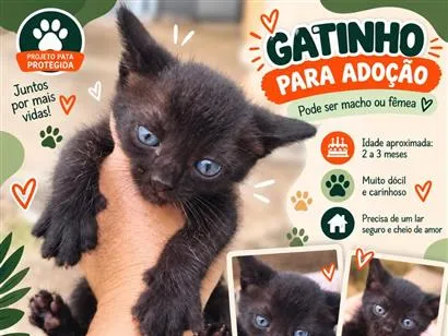 Gato raça SRD-ViraLata idade 2 a 6 meses nome Príncipe e Princesa 