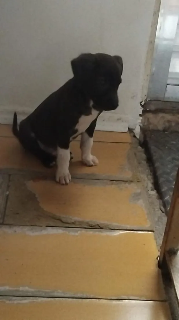 Cachorro raça SRD-ViraLata idade 2 a 6 meses nome sem nome