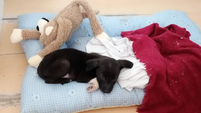 Cachorro raça SRD-ViraLata idade 2 a 6 meses nome sem nome