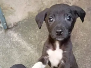 Cachorro raça SRD-ViraLata idade 2 a 6 meses nome sem nome