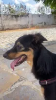 Pingo 