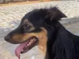 Pingo